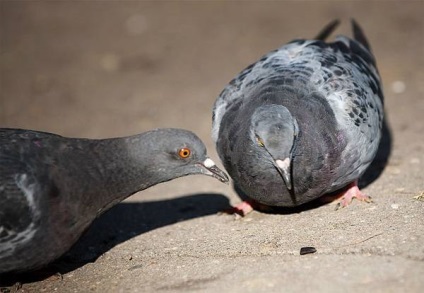 Gray dove, galamb vad szikla (Columba livia) Caesar, színezés területi eloszlása viselkedés (livia) Gray dove, galamb vad szikla (Columba livia) Caesar, színező területi eloszlása viselkedés
