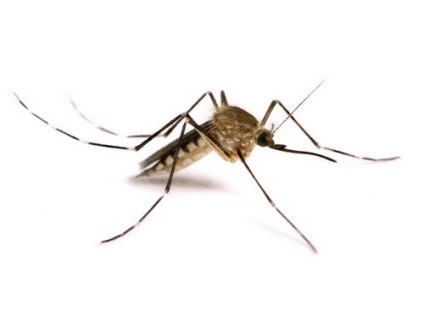 Hány életet, miután megmarta egy szúnyog, vér nélkül a lakásban