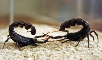 Скорпіони в природі розмноження скорпіонів
