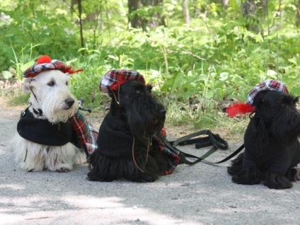 Scotch Terrier főbb jellemzői a fajta