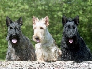 Scotch Terrier főbb jellemzői a fajta