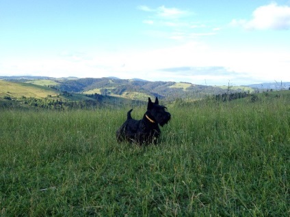 Scotch Terrier főbb jellemzői a fajta