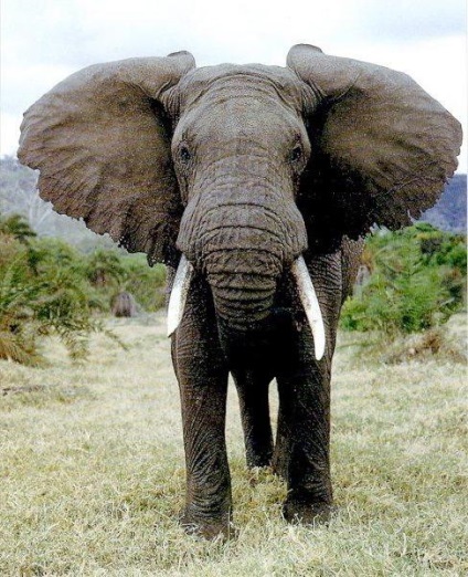 Elefánt afrikai és az indiai elefánt a főbb különbségek és hasonlóságok