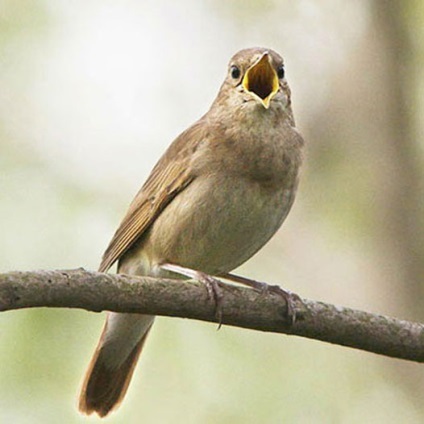 Nightingale közönséges, fotók