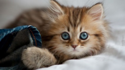 Álomértelmezés álmodott cica egy álom, amit álmok kiscicák