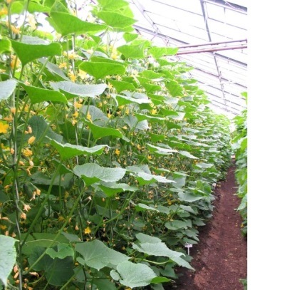 Fajták uborka ovárium gerenda kültéri termesztés, a mezőgazdaság, a formáció, értékelés