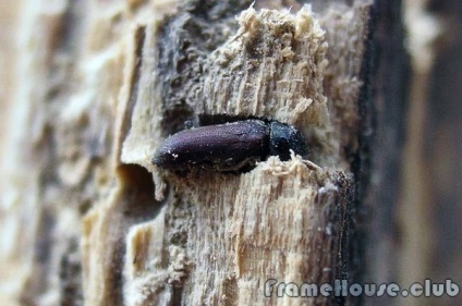 Bogárok bogarak szúfélék - időben történő feldolgozását fa építés előtt