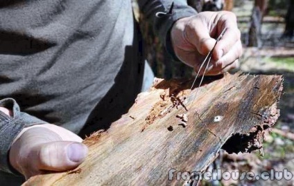 Bogárok bogarak szúfélék - időben történő feldolgozását fa építés előtt