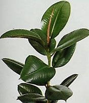 Tulajdonságok ficus, a világ anélkül, hogy kárt (gyógyszer tulajdonságait Ficus) Tulajdonságok ficus, a világ anélkül, hogy kárt