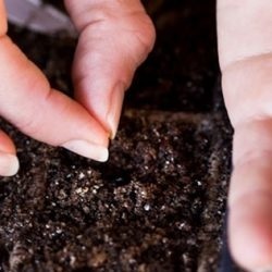 Paradicsom kezdő rózsaszín jellemzése és a fajta leírását, bokrok Photo kertészek véleménye