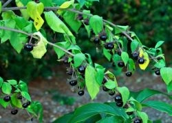 gyógynövény belladonna