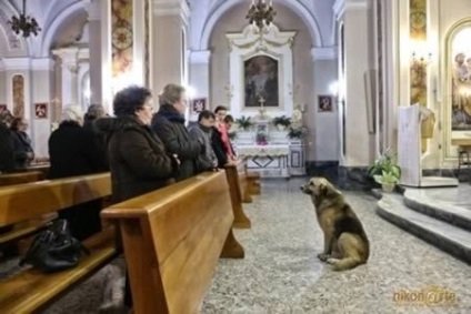 Megható történet a kutya odaadás umkra