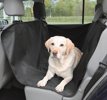 Azt tanítjuk a kutyát, hogy viselkednek nyugodtan az autóban