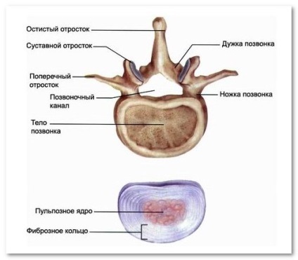Az egyedülálló szerkezete az emberi csigolyák (a szerkezet) Az egyedülálló szerkezete az emberi csigolyák