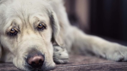 A kutya gennyed szeme csinálni tippek állatorvosok