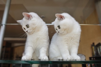 Gondozása egy cica 2 hónap - az élelmiszer és hogyan uhazhyvat (Kitten hónap kell) Gondozása egy cica 2 hónap - az élelmiszer és hogyan uhazhyvat