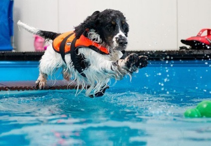 Cseljabinszk, megnyitotta az első medence kutyáknak