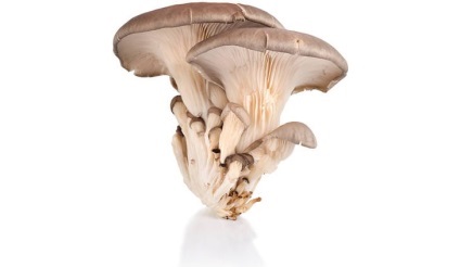 Laskagomba (gombák) - előnyei és hátrányai, hogy a 10 test a hasznos tulajdonságok és ellenjavallatok osztriga