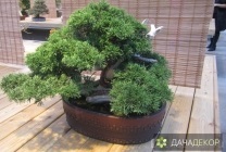 Növekvő fa bonsai magokból otthon, ellátás, a technológia, hogyan nőnek magról (home) Felnövő otthont a fákkal bonsai magvakból, ellátás, a technológia, hogyan növekszik magról