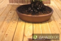Növekvő fa bonsai magokból otthon, ellátás, a technológia, hogy hogyan növekszik a mag (mag) Felnövő otthont a fákkal bonsai magvakból, ellátás, a technológia, hogyan növekszik magról
