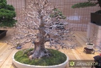 Növekvő fa bonsai magokból otthon, ellátás, a technológia, hogyan nőnek magról (növekvő) Felnövő otthont a fákkal bonsai magvakból, ellátás, a technológia, hogyan növekszik magról
