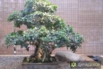 Növekvő fa bonsai magokból otthon, ellátás, a technológia, hogyan nőnek magról (ellátás) Felnövő otthont a fákkal bonsai magvakból, ellátás, a technológia, hogyan növekszik magról