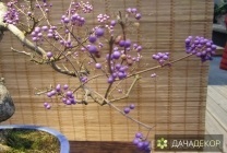 Növekvő fa bonsai magokból otthon, ellátás, a technológia, hogyan nőnek magról (home) Felnövő otthont a fákkal bonsai magvakból, ellátás, a technológia, hogyan növekszik magról