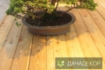 Növekvő fa bonsai magokból otthon, ellátás, a technológia, hogyan nőnek magról (ellátás) Felnövő otthont a fákkal bonsai magvakból, ellátás, a technológia, hogyan növekszik magról