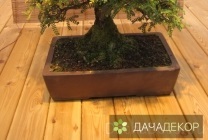 Növekvő fa bonsai magokból otthon, ellátás, a technológia, hogyan nőnek magról (feltételek) Felnövő otthont a fákkal bonsai magvakból, ellátás, a technológia, hogyan növekszik magról