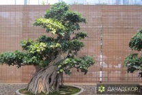 Növekvő fa bonsai magokból otthon, ellátás, a technológia, hogyan nőnek magról (feltételek) Felnövő otthont a fákkal bonsai magvakból, ellátás, a technológia, hogyan növekszik magról