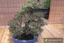 Növekvő fa bonsai magokból otthon, ellátás, a technológia, hogyan nőnek magról (home) Felnövő otthont a fákkal bonsai magvakból, ellátás, a technológia, hogyan növekszik magról