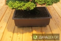 Növekvő fa bonsai magokból otthon, ellátás, a technológia, hogyan nőnek magról (ellátás) Felnövő otthont a fákkal bonsai magvakból, ellátás, a technológia, hogyan növekszik magról