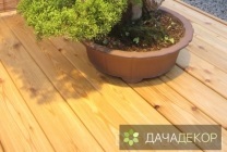 Növekvő fa bonsai magokból otthon, ellátás, a technológia, hogy hogyan növekszik a mag (mag) Felnövő otthont a fákkal bonsai magvakból, ellátás, a technológia, hogyan növekszik magról