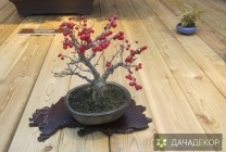 Növekvő fa bonsai magokból otthon, ellátás, a technológia, hogyan nőnek magról (feltételek) Felnövő otthont a fákkal bonsai magvakból, ellátás, a technológia, hogyan növekszik magról