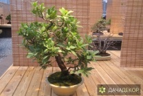 Növekvő fa bonsai magokból otthon, ellátás, a technológia, hogyan nőnek magról (növekvő) Felnövő otthont a fákkal bonsai magvakból, ellátás, a technológia, hogyan növekszik magról