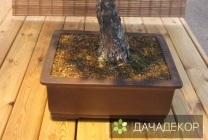 Növekvő fa bonsai magokból otthon, ellátás, a technológia, hogy hogyan növekszik a mag (mag) Felnövő otthont a fákkal bonsai magvakból, ellátás, a technológia, hogyan növekszik magról