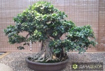 Növekvő fa bonsai magokból otthon, ellátás, a technológia, hogy hogyan növekszik a mag (mag) Felnövő otthont a fákkal bonsai magvakból, ellátás, a technológia, hogyan növekszik magról