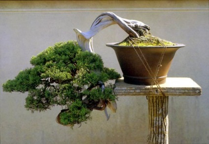 Felnövő otthont a fákkal bonsai magvakból, ellátás, a technológia, hogyan növekszik magról