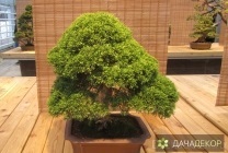 Növekvő fa bonsai magokból otthon, ellátás, a technológia, hogy hogyan növekszik a mag (mag) Felnövő otthont a fákkal bonsai magvakból, ellátás, a technológia, hogyan növekszik magról