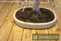 Felnövő otthont a fákkal bonsai magvakból, ellátás, a technológia, hogyan növekszik magról