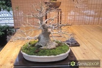Növekvő fa bonsai magokból otthon, ellátás, a technológia, hogyan nőnek magról (növekvő) Felnövő otthont a fákkal bonsai magvakból, ellátás, a technológia, hogyan növekszik magról