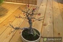 Felnövő otthont a fákkal bonsai magvakból, ellátás, a technológia, hogyan növekszik magról