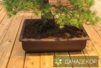 Növekvő fa bonsai magokból otthon, ellátás, a technológia, hogyan nőnek magról (növekvő) Felnövő otthont a fákkal bonsai magvakból, ellátás, a technológia, hogyan növekszik magról