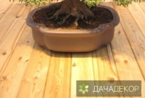 Felnövő otthont a fákkal bonsai magvakból, ellátás, a technológia, hogy hogyan növekszik a mag (mag) Felnövő otthont a fákkal bonsai magvakból, ellátás, a technológia, hogyan növekszik magról