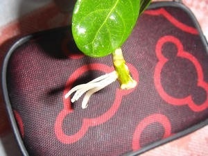 A növekvő magról és gondozása Gardenia jasminoides otthon