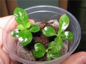 A növekvő magról és gondozása Gardenia jasminoides otthon