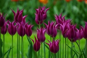 Minden, amit tudni kell a tulipán