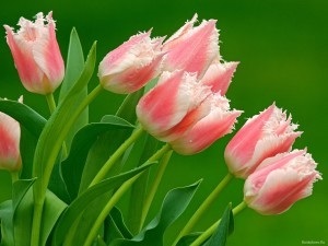 Minden, amit tudni kell a tulipán