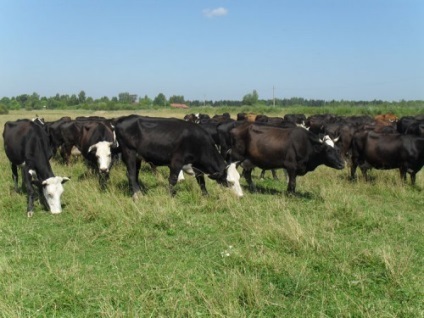 Jaroszlavl fajta tehenek és borjak jellemző fotó