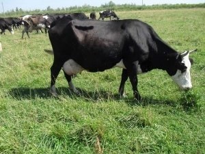 Jaroszlavl tejelő tehenek az összes információt a fajta
